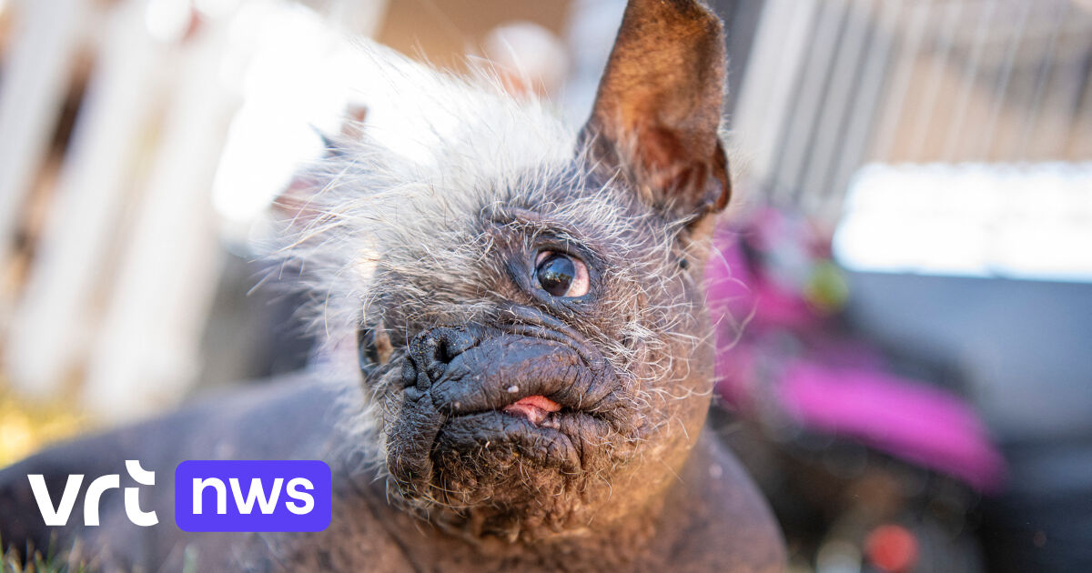 Chinese Naakthond Mr. Happy Face Is De Lelijkste Hond Ter Wereld: "Hij ...