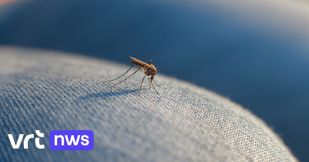 Daar zijn de muggen al: "Ze zijn vroeger actief dan anders en dat is