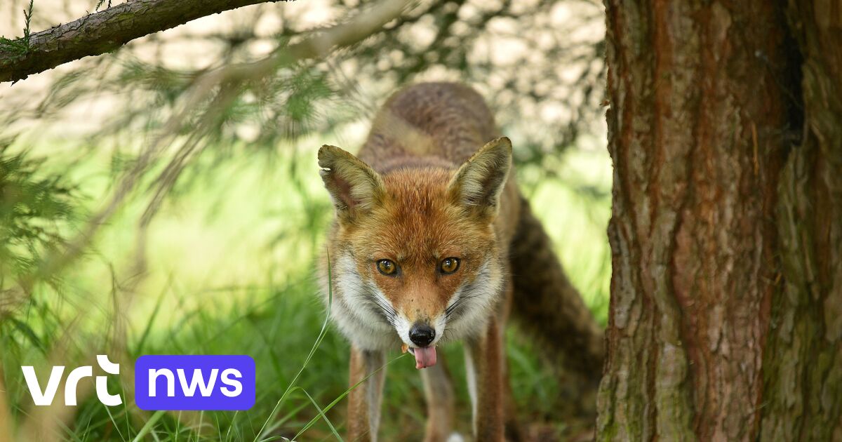 Two foxes died of bird flu: can the bird flu virus also spread to humans?