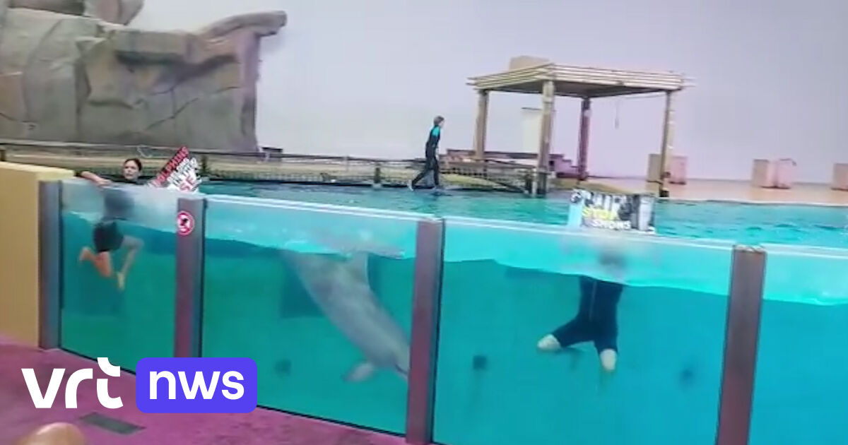 Animal rights activists jump in a basin between the dolphins of Boudewijn Seapark