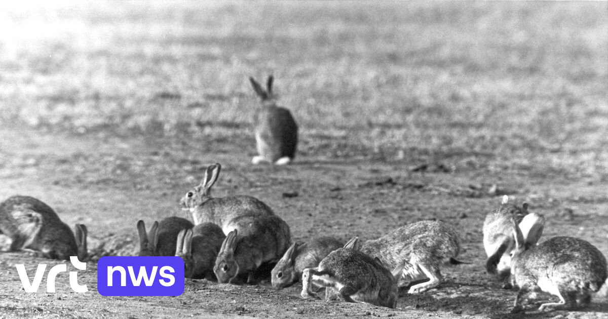 La famigerata peste dei conigli in Australia è iniziata con soli 24 animali dall’Inghilterra