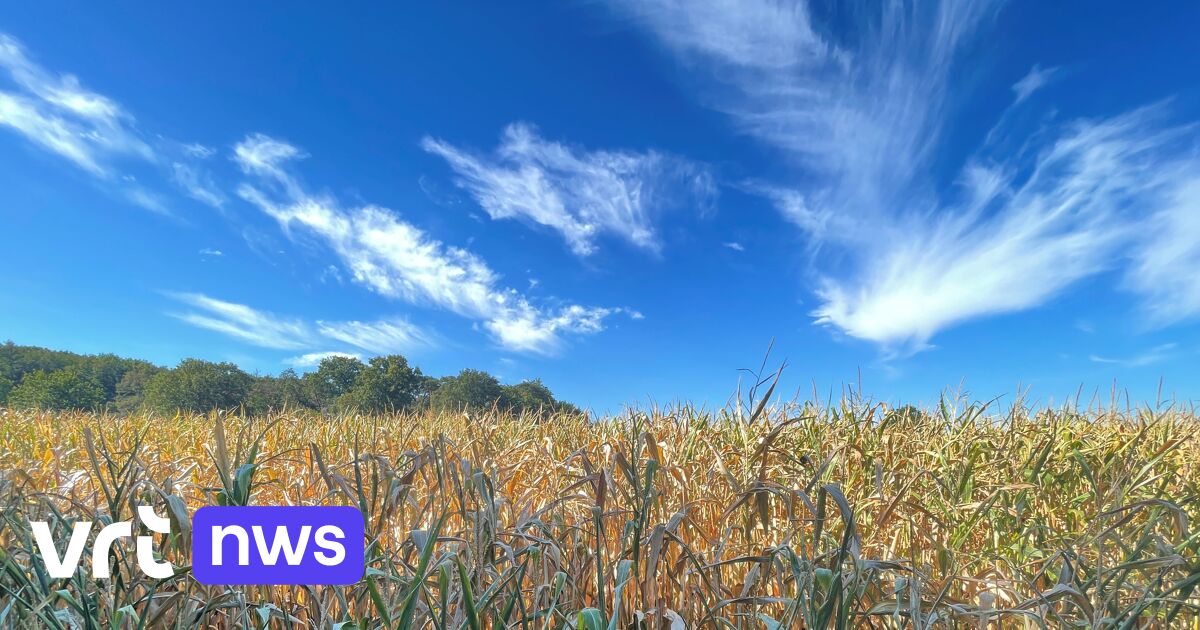 Belgische maïs- en hooioogst wordt dit jaar gehalveerd door droogte