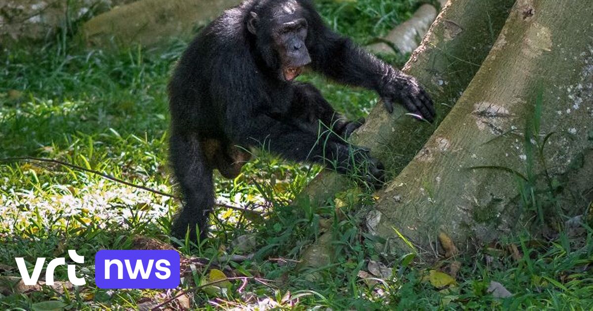 Gli scimpanzé usano gli alberi come tamburi per inviare le loro firme e messaggi attraverso la foresta