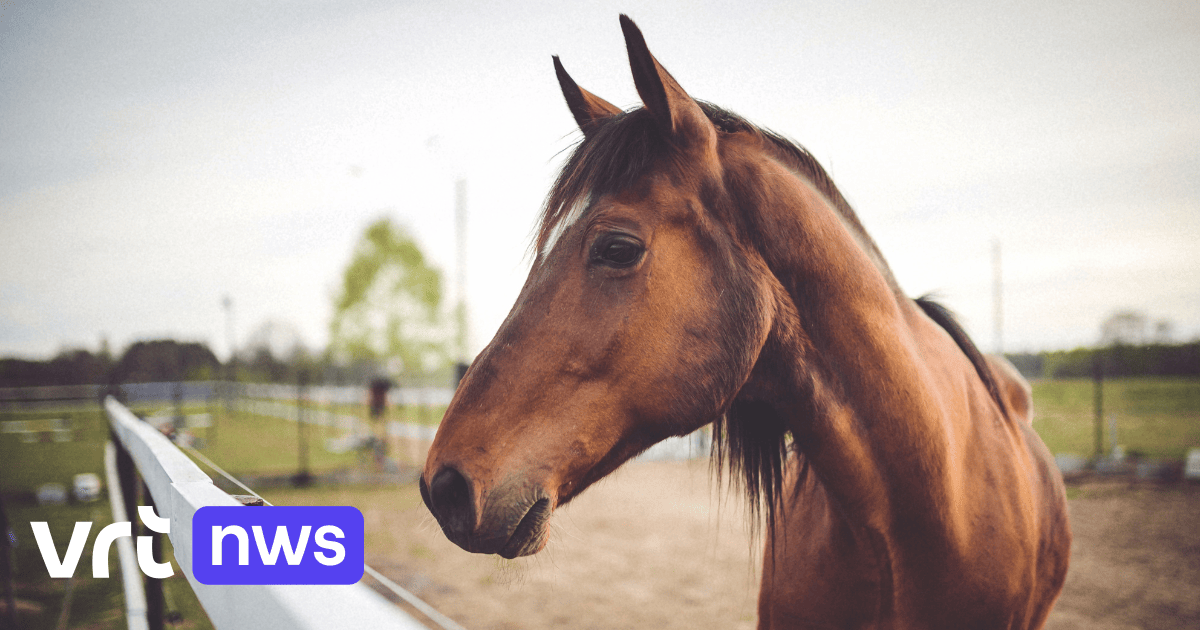 Opnieuw paard met moeraskoorts in Lokeren: besmet dier wordt geëuthanaseerd, ponykampen gaan door