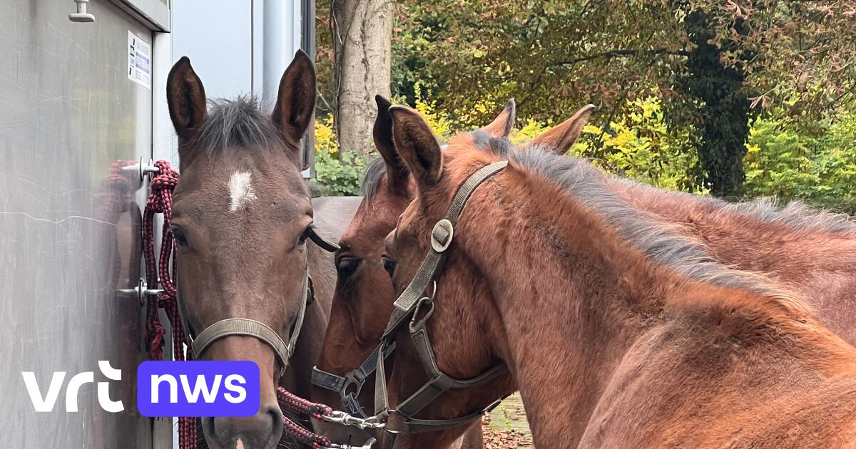 Man Die Hand In Paard Steekt Op Filmset In Leuven Veroordeeld Tot 3 ...