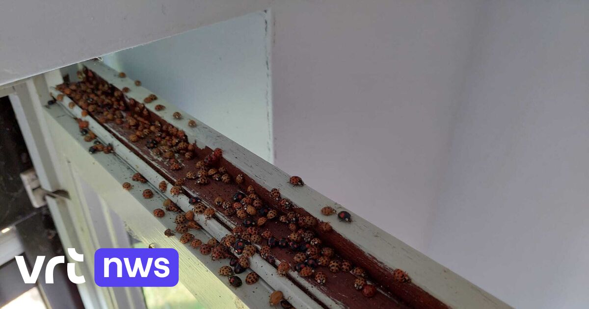 Aziatische lieveheersbeestjes kruipen in grote zwermen naar binnen voor hun