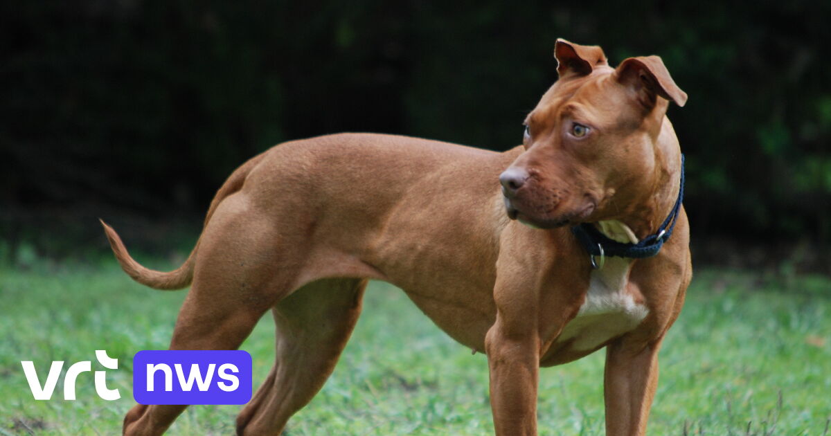 Opnieuw bijtincident met hond, deze keer bij vrouw (30) in