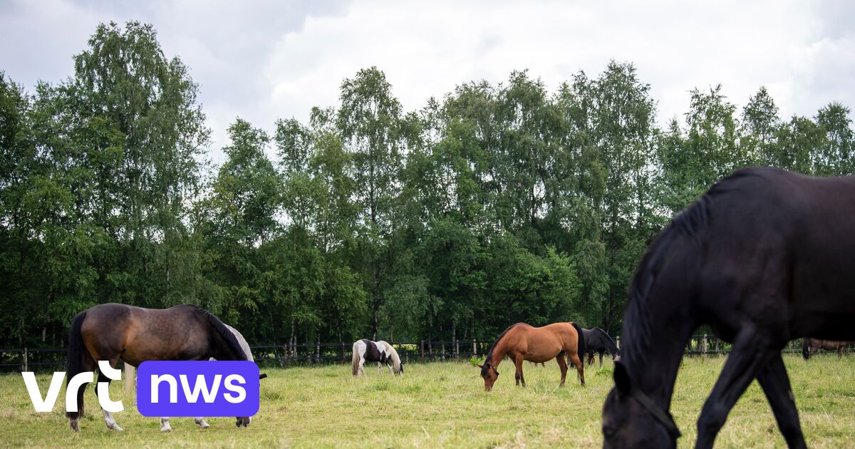 Man uit Oudsbergen krijgt levenslang verbod om dieren te houden na verwaarlozing 24 paarden