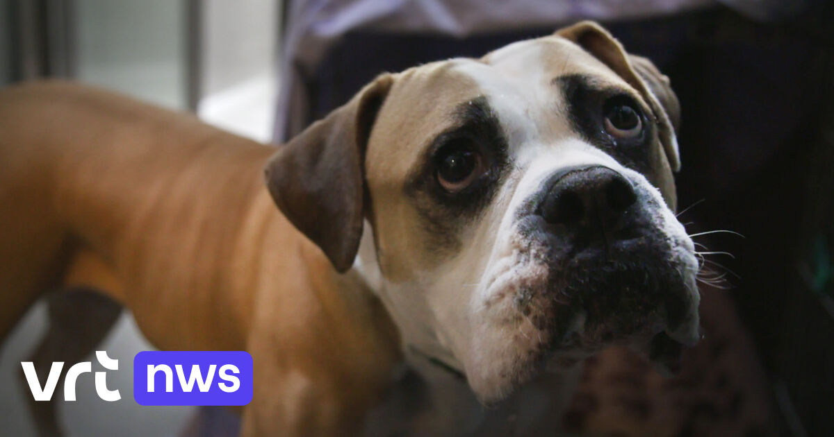 Veertiger uit Gingelom mag geen dieren meer houden omdat hij jarenlang honden verwaarloosde