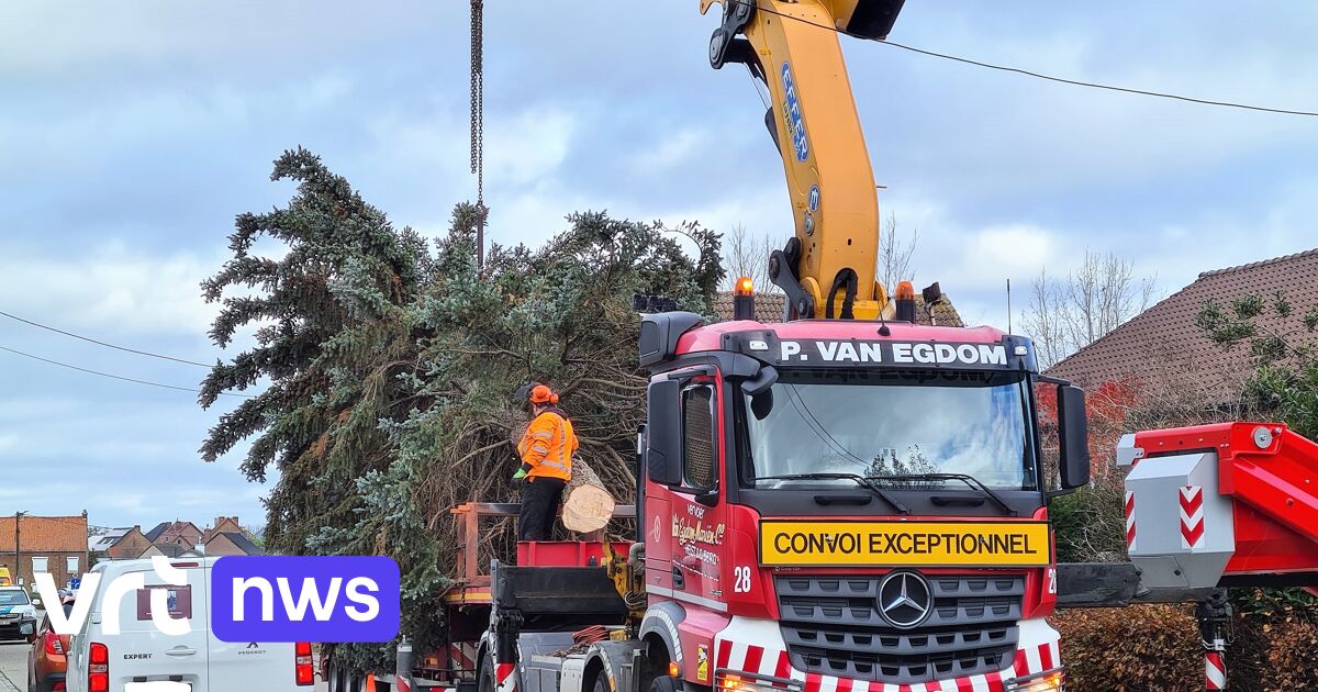 14 Meter Hoge Kerstboom Geplaatst Op Grote Markt In Tienen Vrt Nws Nieuws