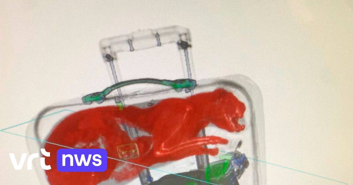 ‘He Likes to Hide’: New York Airport Security Officers Discover Cat in Suitcase