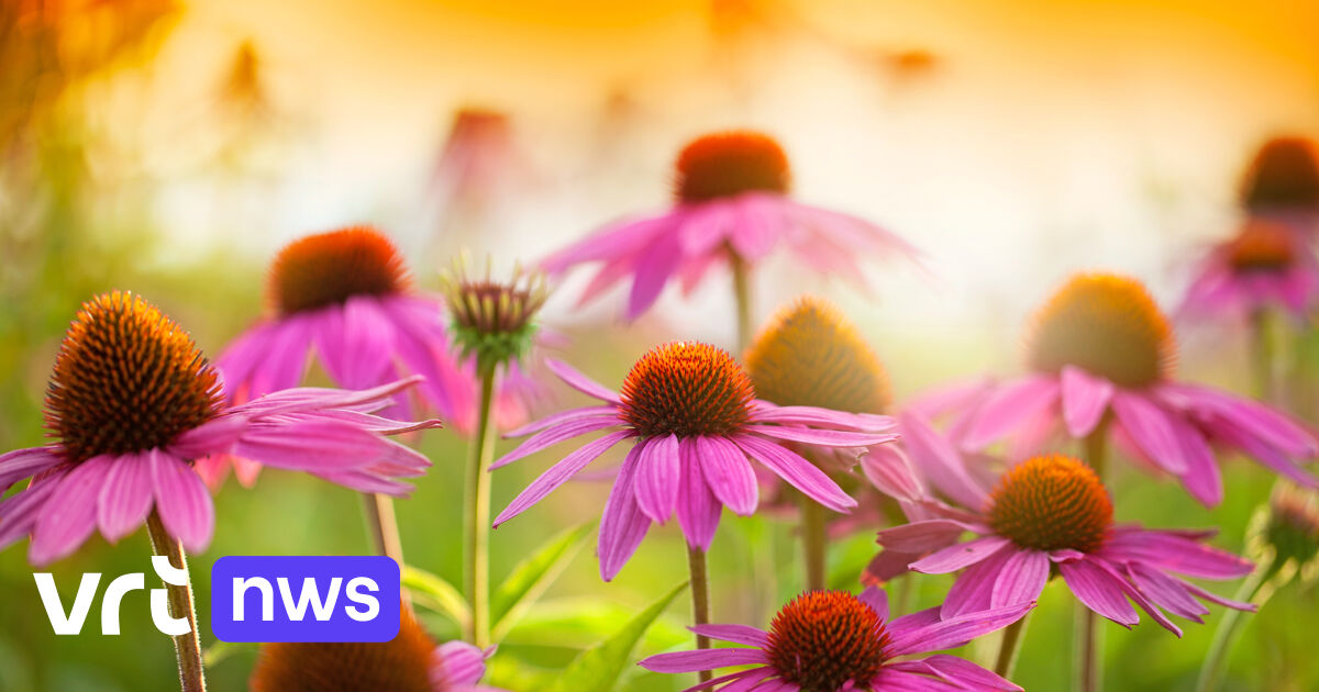 Echinacea purpurea plant extract protects against coronavirus, according to UAntwerp studies