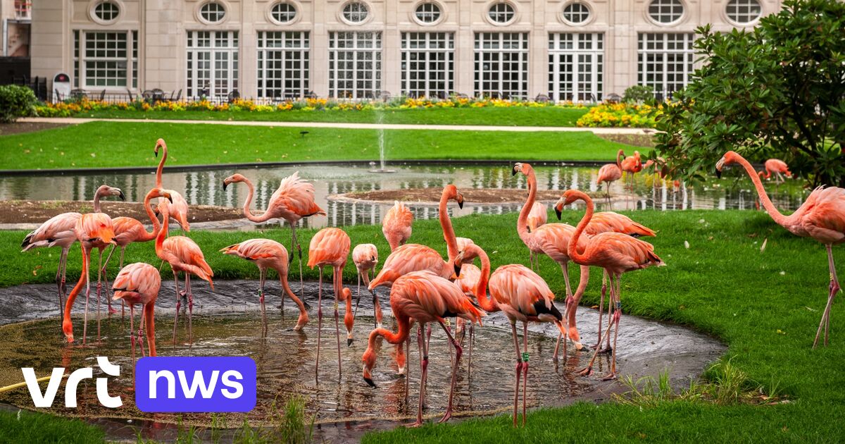 Zoo Antwerpen und Planckendael erhalten doch 2 Mio. Euro Zuschüsse von Flandern