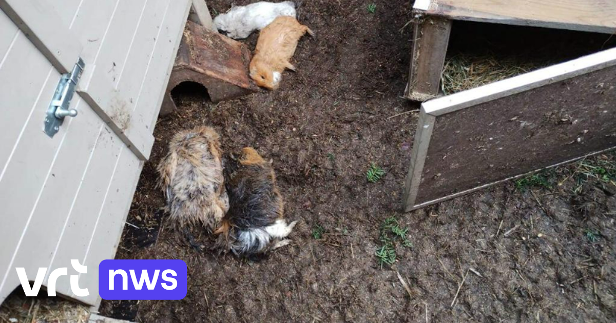 Honden terroriseren woonwijk in Kortrijk ze beten al tientallen kippen en cavia