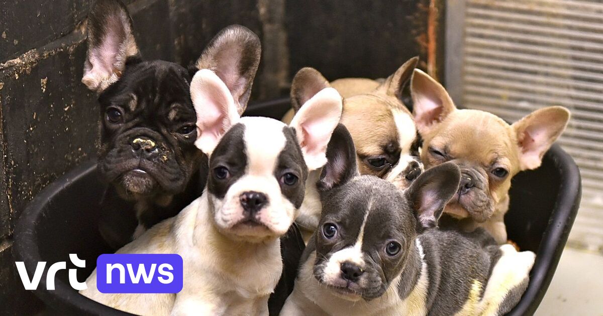 60 Honden In Beslag Genomen Door Wase Dierenbescherming Na Overlijden ...