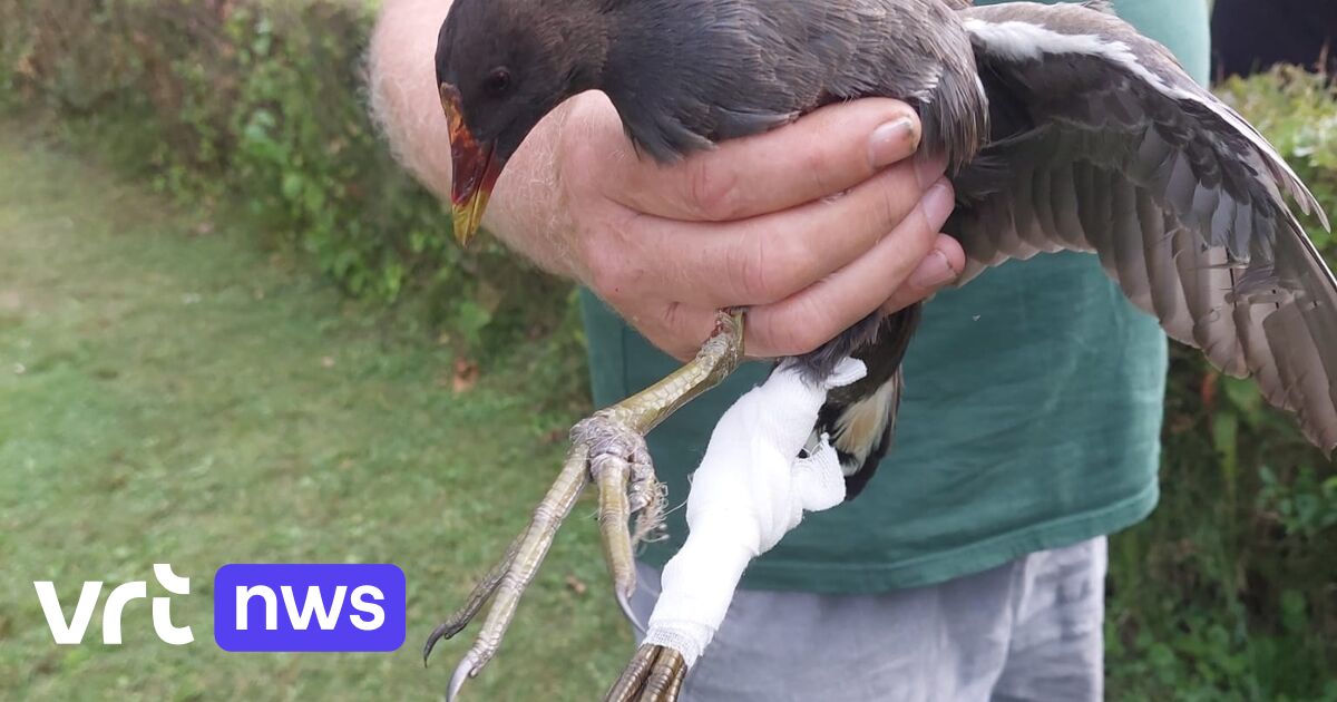 Wildlife Taxi Team Midden-Kempen vervoerde dit jaar minder gewonde ...
