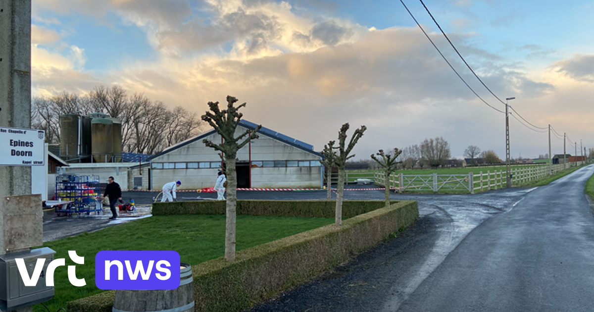 Vogelgriep Vastgesteld In Pluimveebedrijf In Wervik | VRT NWS: Nieuws