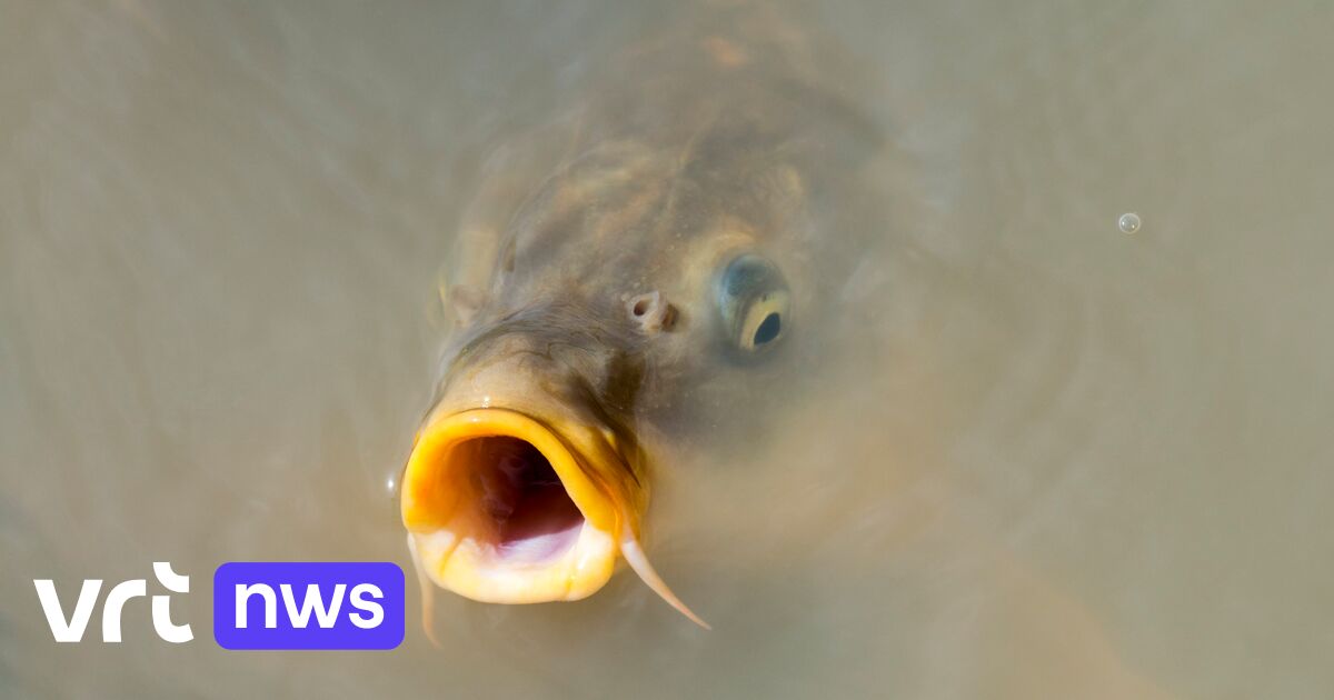 Antidepressants and antianxiety drugs make fish reckless: “Don’t flush medicines”