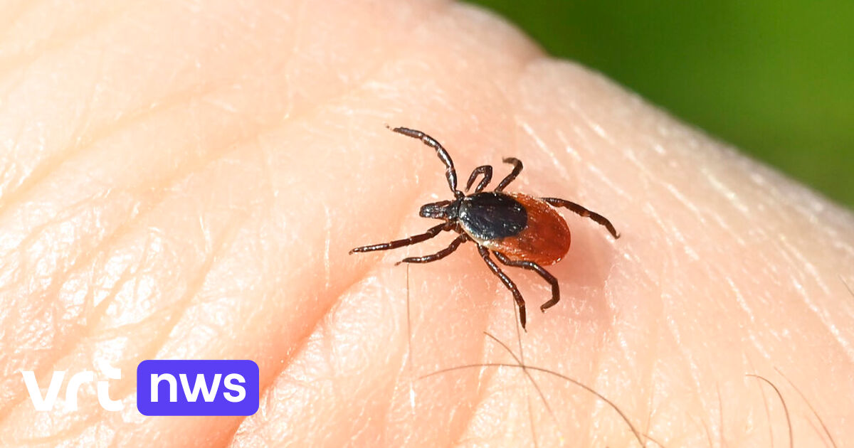 Sciensano warns of a rise in tick exercise