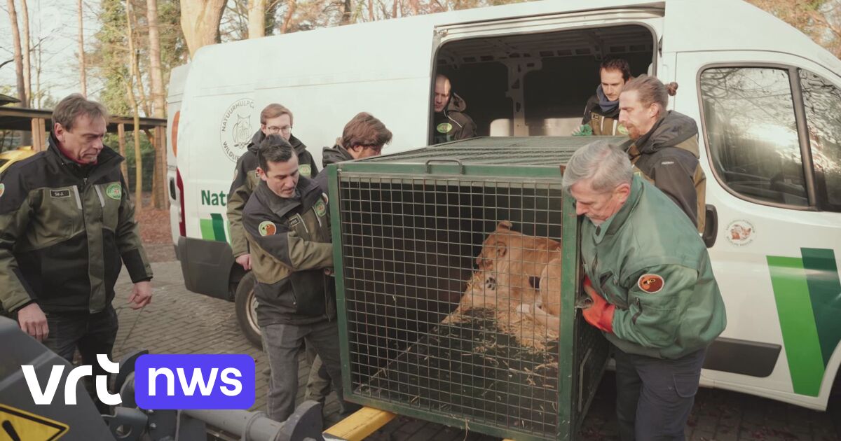 Twee leeuwinnen uit Oekraïne opgevangen in Natuurhulpcentrum in Oudsbergen "Ze stellen het goed