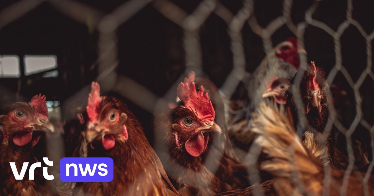 Vogelgriep Vastgesteld Bij Pluimveebedrijf In Aalst: Ophokplicht In ...