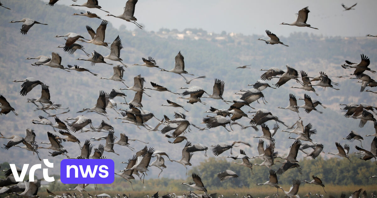Tienduizenden kraanvogels onderweg naar het noorden: "Als weer het