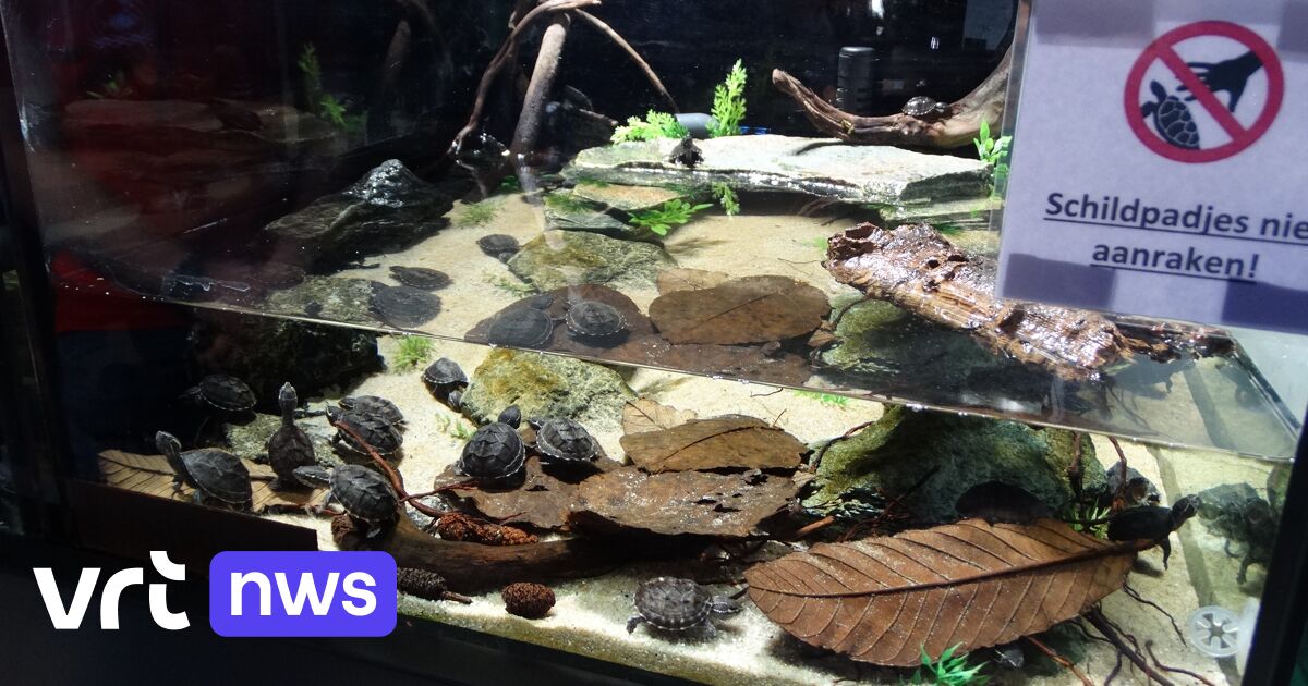samenvoegen Warmte Oneerlijk Kind haalt 20-tal schildpadjes uit aquarium in vijverwinkel, minstens 5  dieren overleven het niet | VRT NWS: nieuws