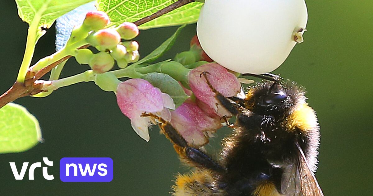 "Niet meppen, wel appen": Natuurpunt roept mensen op dit weekend