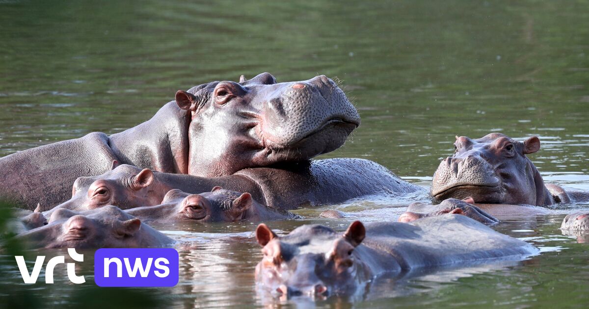 Colombia gaat minstens 80 'Escobar-nijlpaarden' afschieten: 