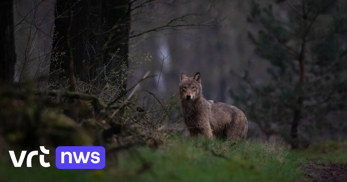 Natuurfotograaf Staat Oog In Oog Met Wolf In Noord Limburg Adrenaline