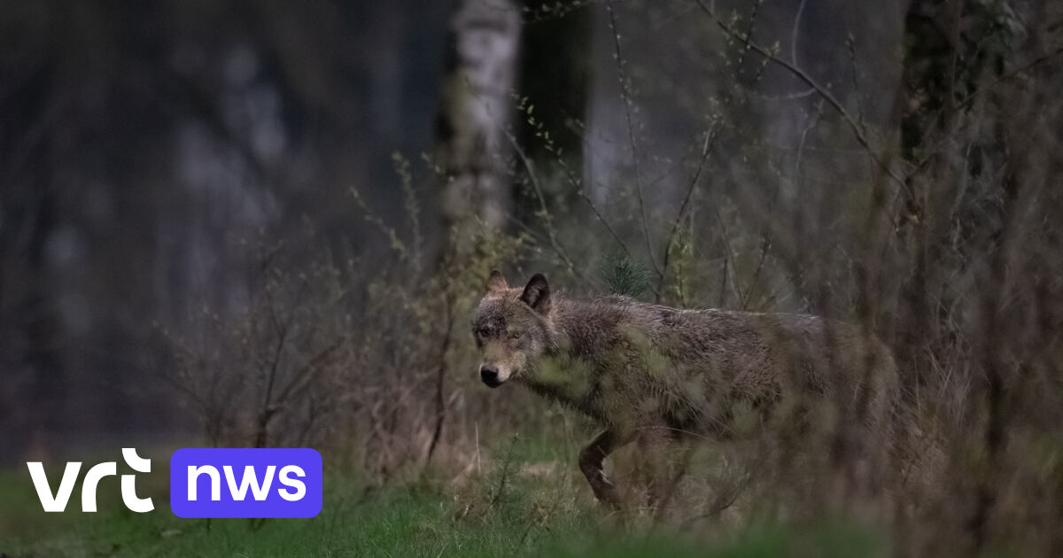 Burgemeester van Oudsbergen doet nogmaals een oproep om dieren te