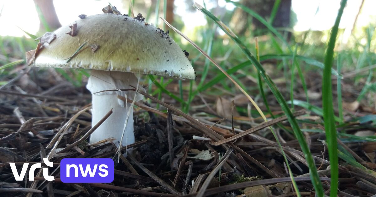È stato trovato un potenziale antidoto per il fungo più letale, il mannite tuberoso verde