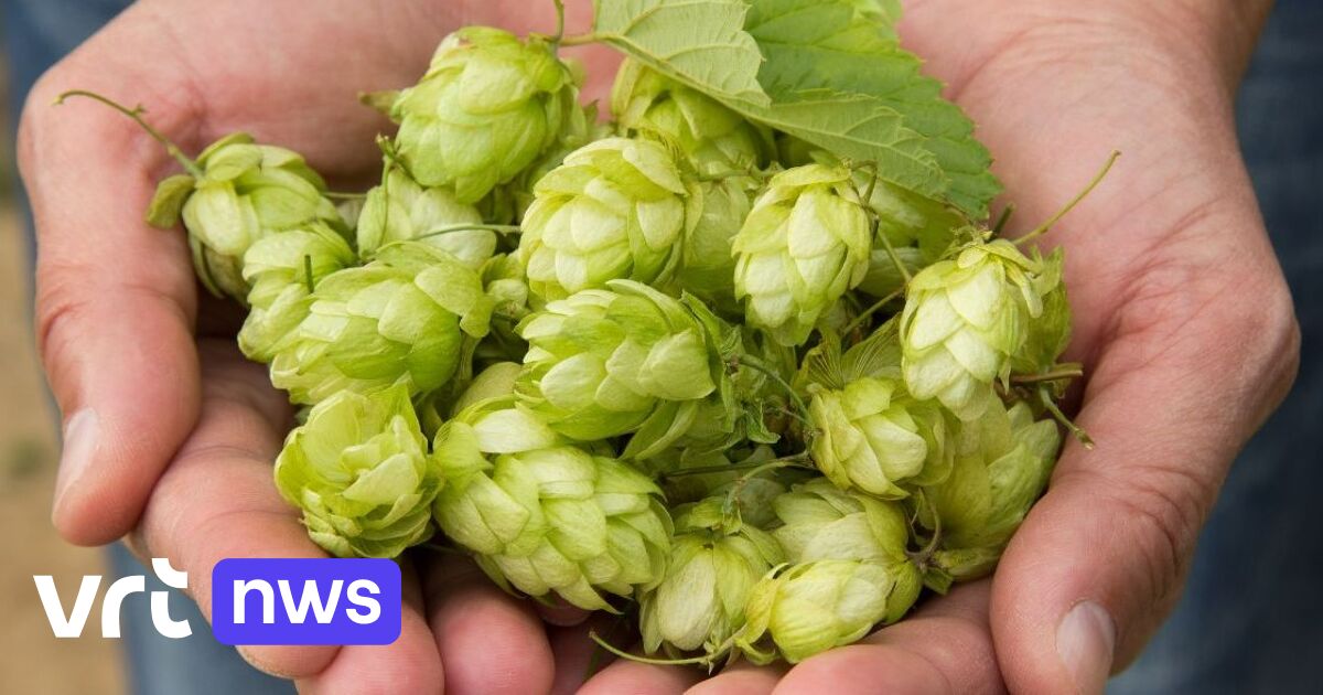Regionale Anerkennung für flämischen Hopfen soll Brauereien zur Verwendung lokaler Erzeugnisse bewegen