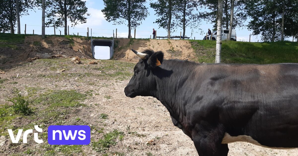 Cattle tunnel in Sint-Gillis-Waas allows cows to graze on both sides of an historic dike