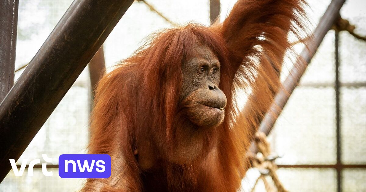 Orang-oetan Kila onverwacht overleden in Planckendael: "Dit doet pijn