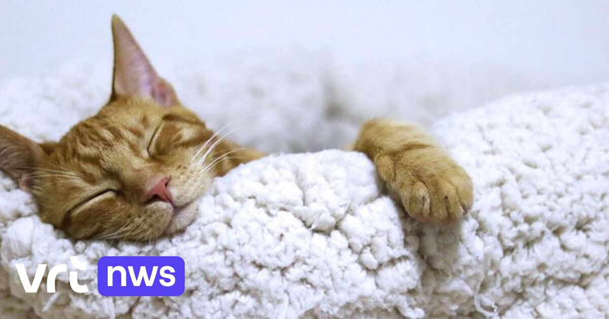 Het spreekwoord klopt: je maakt slapende honden (en katten) best niet