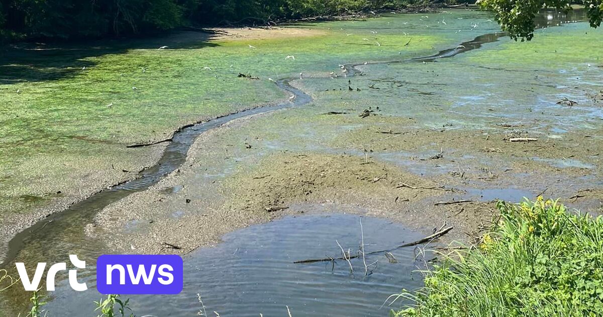 Overloop defect: vijver in Zoet Water Oud-Heverlee loopt bijna leeg ...