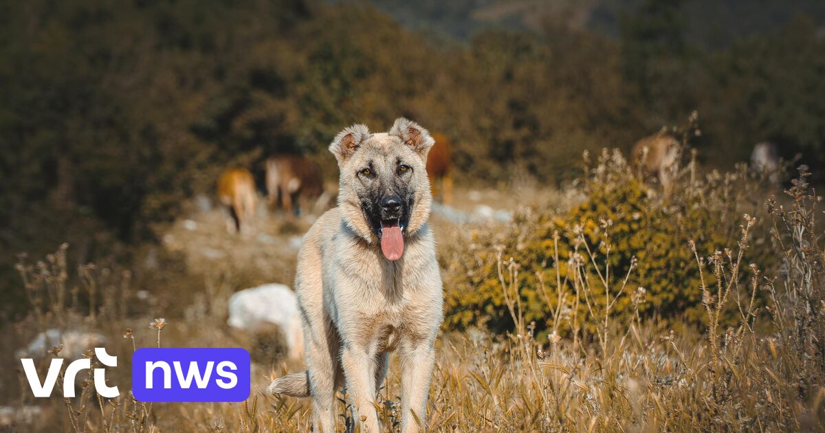 Nederlander krijgt boete van 2.400 euro voor verwaarlozing herdershond in Zonhoven