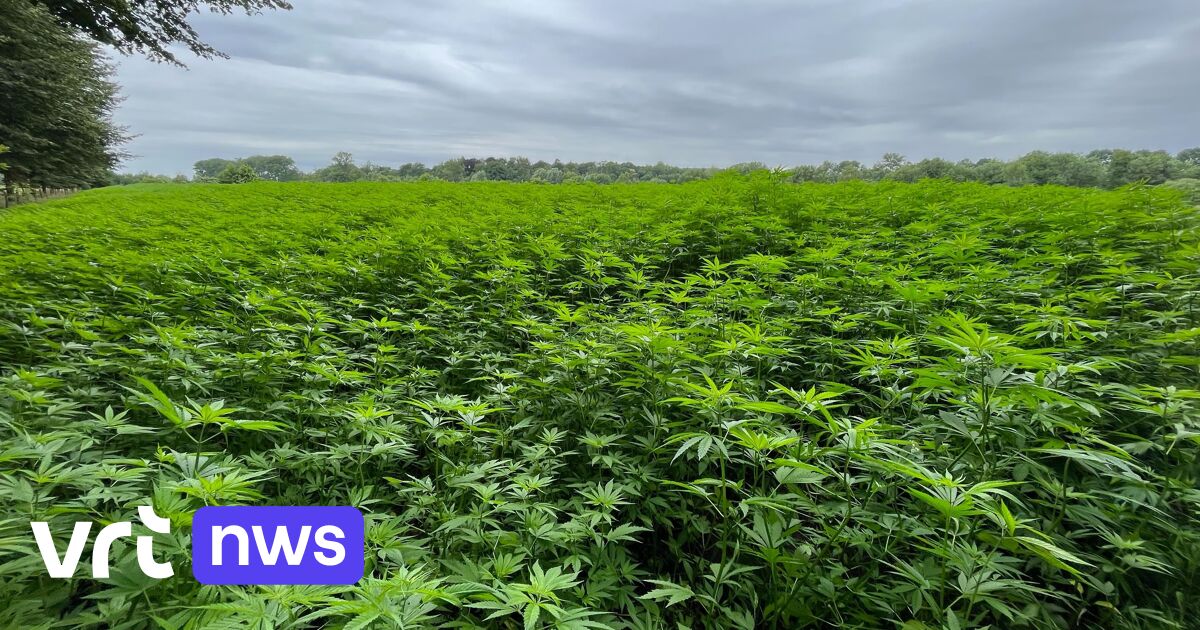 Geen Cannabisplantage Van Vier Hectare Aan Abdij Van Herkenrode, Wel ...