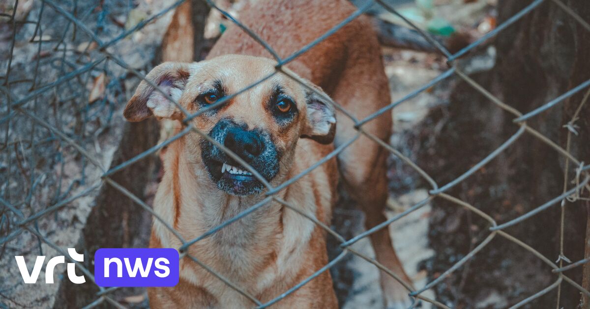 Blijf Staan En Kijk Weg 5 Tips Voor Wanneer Je Wordt Aangevallen Door Een Hond Vrt Nws Nieuws 