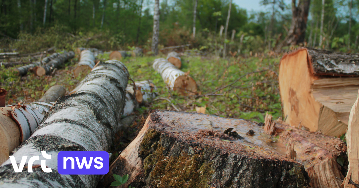 44,2 Hektar: Auch 2025 wurde in Flandern illegal Wald gerodet