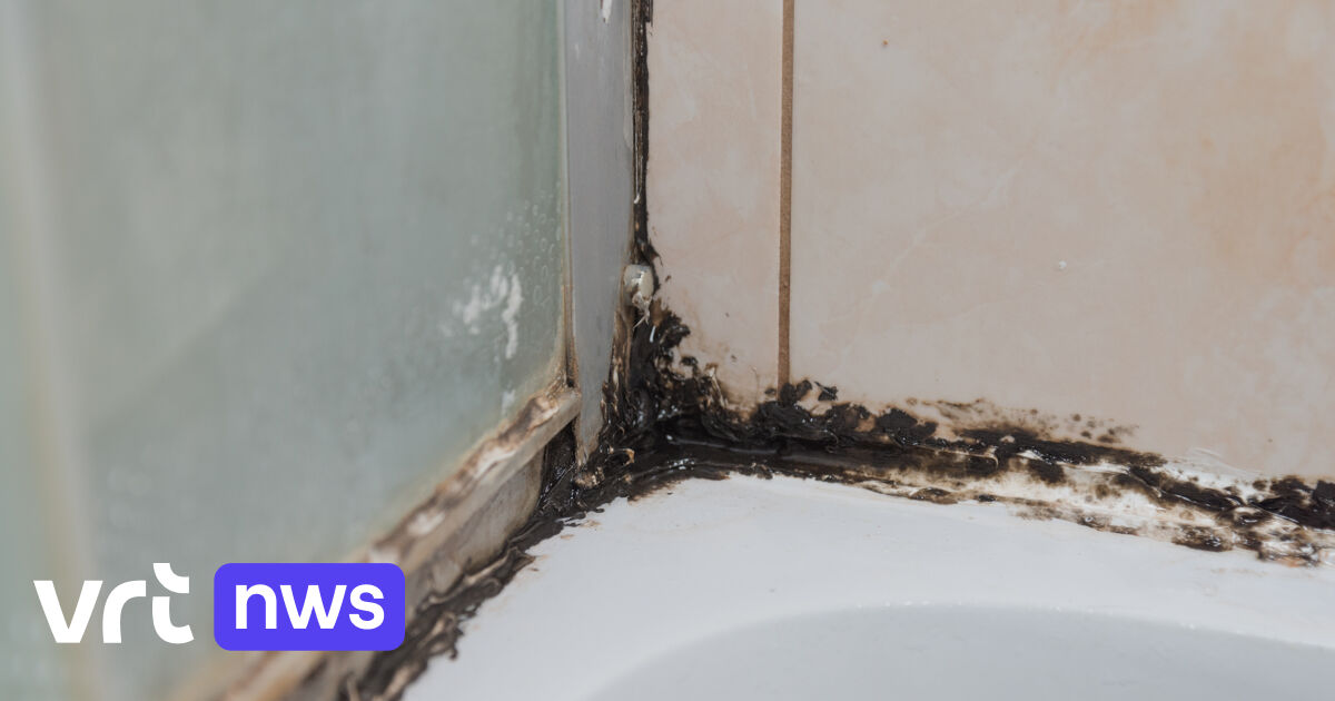 How to tackle mold and limescale in your shower VRT NWS news