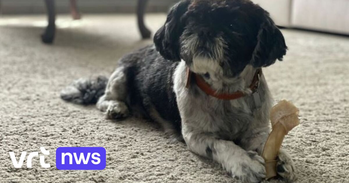 Hond Sloeber aangevallen door andere hond in Oevel "Gelukkig kon een buurman hem losrukken