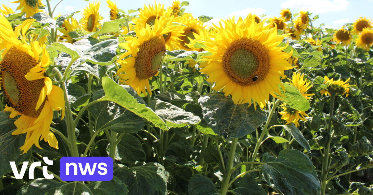 Stoke Fruit Farm: Ensuring Respectful Photo Shoots at Sunflower Field Amidst Clothing Controversy