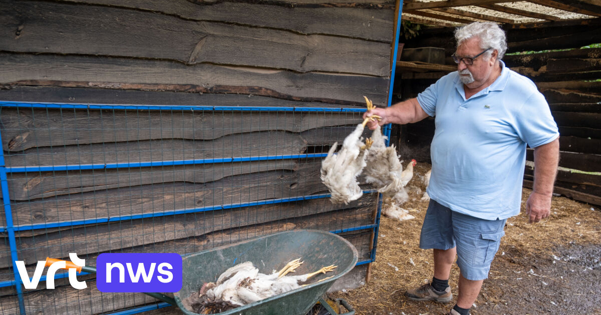 Dertigtal kippen gedood in kinderboerderij De Specht in Willebroek door