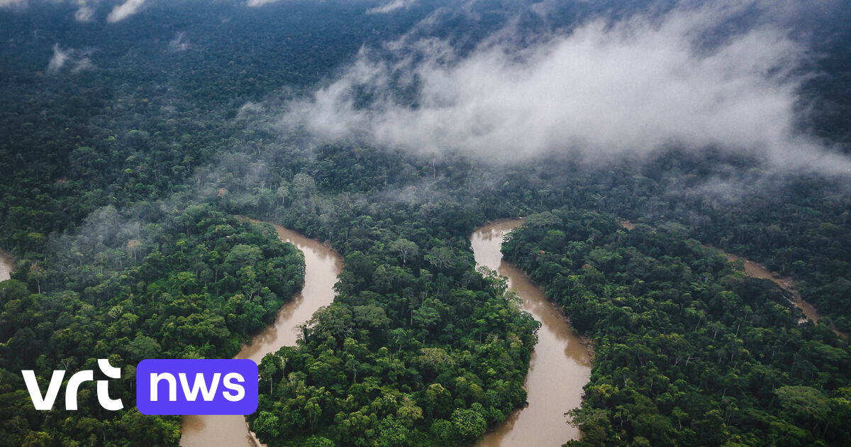 Daling met 66% in juli: er sneuvelen minder bomen in het Braziliaans ...