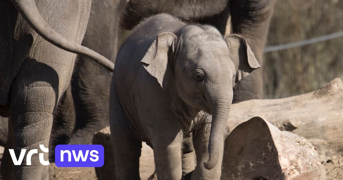Jongste Aziatische Olifant 2 Uit Pairi Daiza Onverwacht Overleden jongste-aziatische-olifant-2-uit-pairi-daiza-onverwacht-overleden