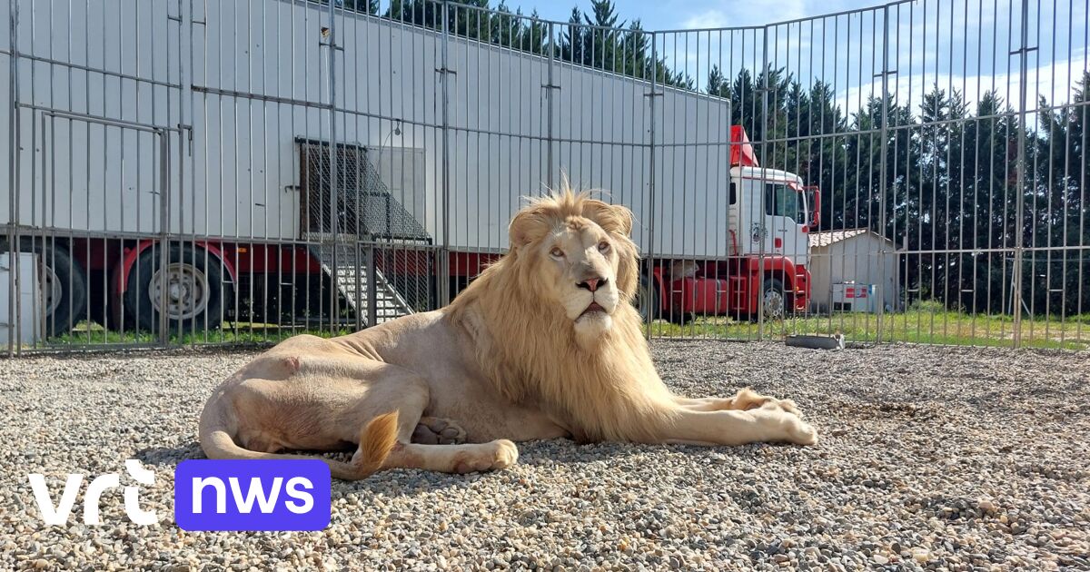 Natuurhulpcentrum Oudsbergen vangt zeldzame Afrikaanse witte leeuw op van leeuwentemmer uit