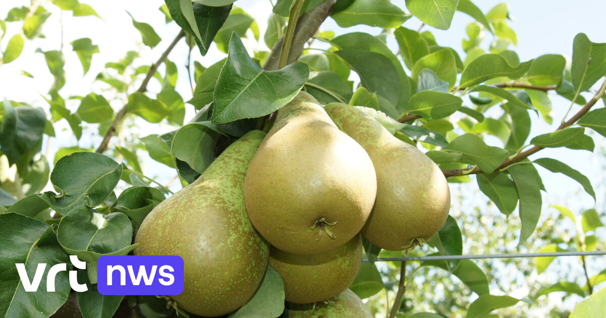 European Conference Pear Variety Expected Harvest and Apple Cultivation Trends