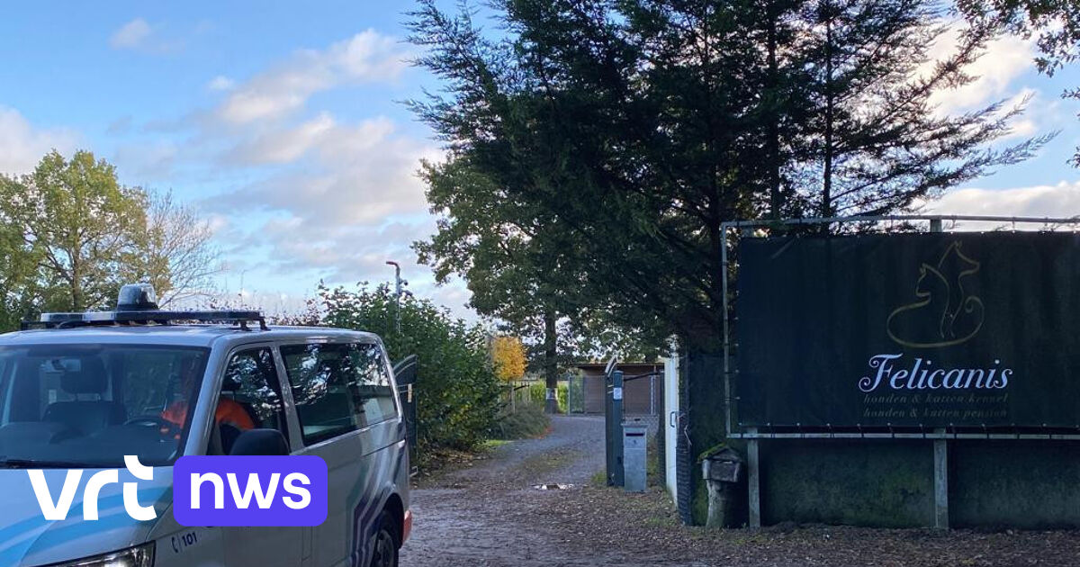 Hondenkweker in Kasterlee verkocht zieke dieren: 6 maanden enkelband en 80.000 euro boete